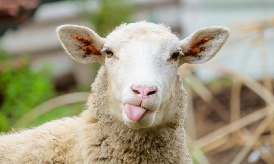 Populacja owiec w Nowej Zelandii najniższa od 170 lat. Od dekady spada cena wełny