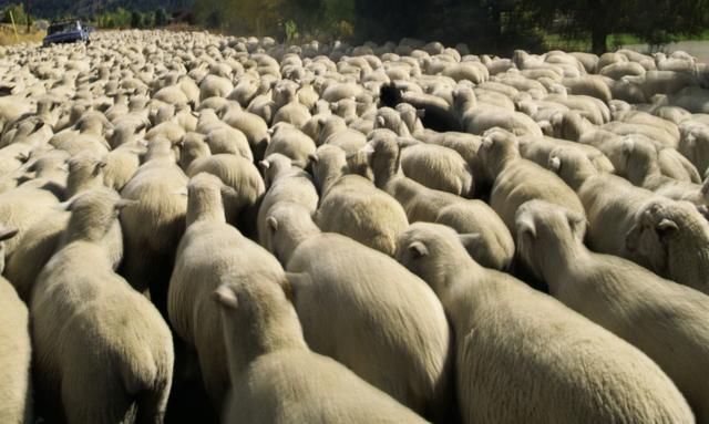 Jak owce bez przewodnika. Dzień prezydenta odbił się na giełdowych notowaniach