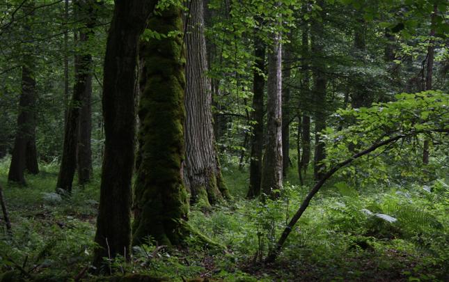 Puszcza Białowieska