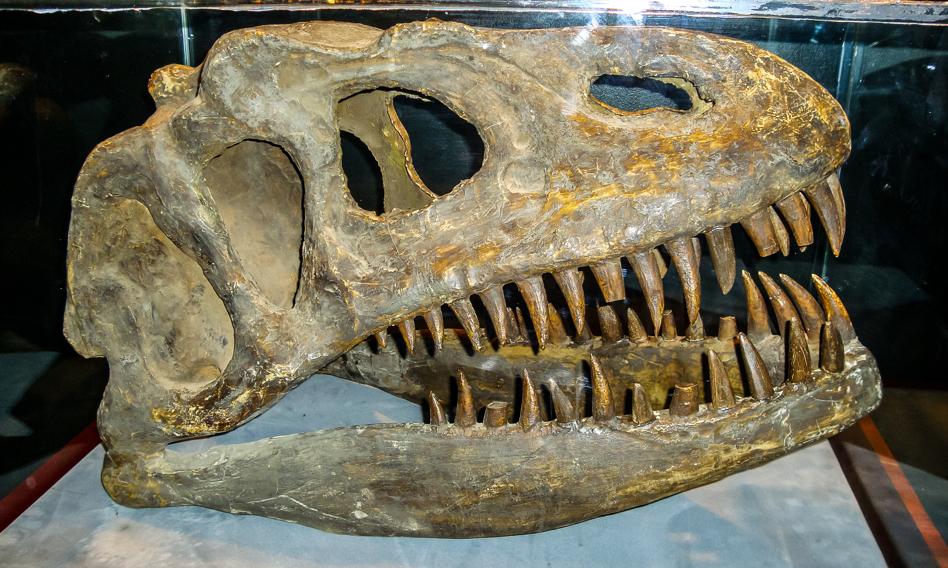 Miliony dolarów za kość dinozaura. Paleontologom nie podoba się trend wśród bogaczy, który pompuje ceny