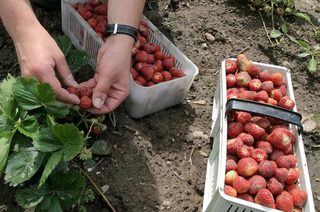 Mrożone truskawki znacznie droższe niż przed rokiem