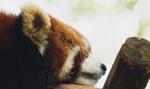 Panda ruda budziła gości w hotelu. Chińskie władze zakazały tej praktyki