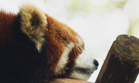 Panda ruda budziła gości w hotelu. Chińskie władze zakazały tej praktyki