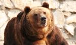 Poznań: niedźwiedzica w ZOO znalazła pocisk moździerzowy