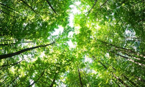 Stawka premii zalesieniowej wzrośnie o ponad 200 zł za hektar na rok. Projekt resortu rolnictwa