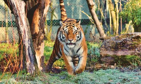 "Przemytnicy wakacyjni" przewożą czereśnie i medykamenty z tygrysa