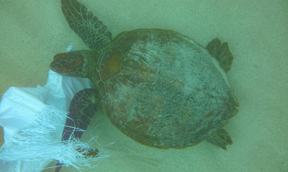 Plastik zanieczyszcza Galapagos
