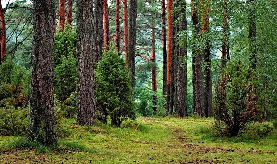Rolnicy mogą się ubiegać o pomoc na inwestycje w lasach