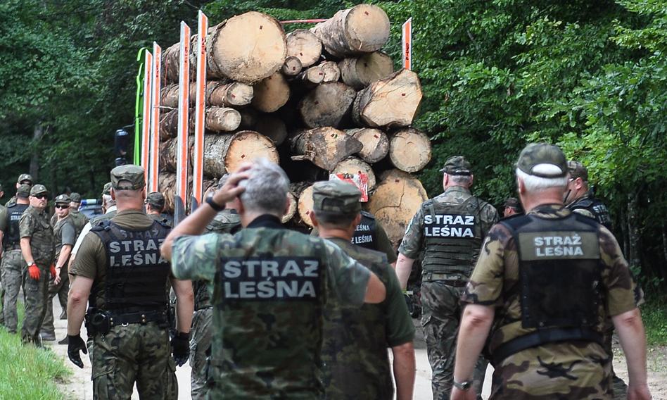 Silvicultorii polonezi convin Comisia Europeană că protecția strictă și obligatorie a pădurilor este o idee proastă