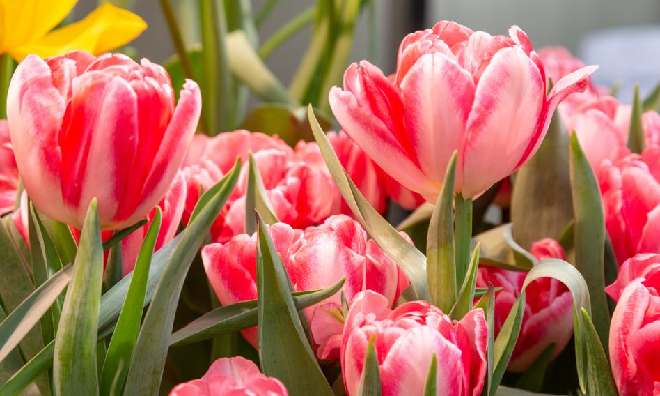 Na rynku w Broniszach widać wiosnę. Ile zapłacimy za tulipany, żonkile czy goździki?