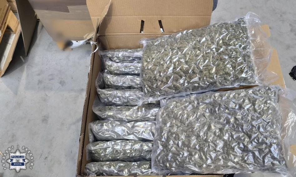 Wpadka przemytników. Marihuana warta miliony trafiła do zwykłego zakładu