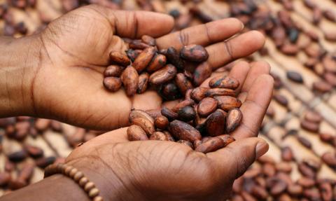 Kakao jest już droższe niż miedź. Ceny wystrzeliły i nic nie wskazuje na to, że się zatrzymają