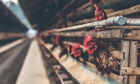 Afera drobiowa: kurczaki były karmione paszą z olejami do produkcji smarów. Wicepremier zabiera głos