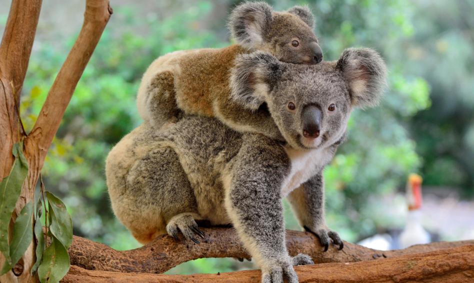 Australia zwiększa wydatki na ochronę koali