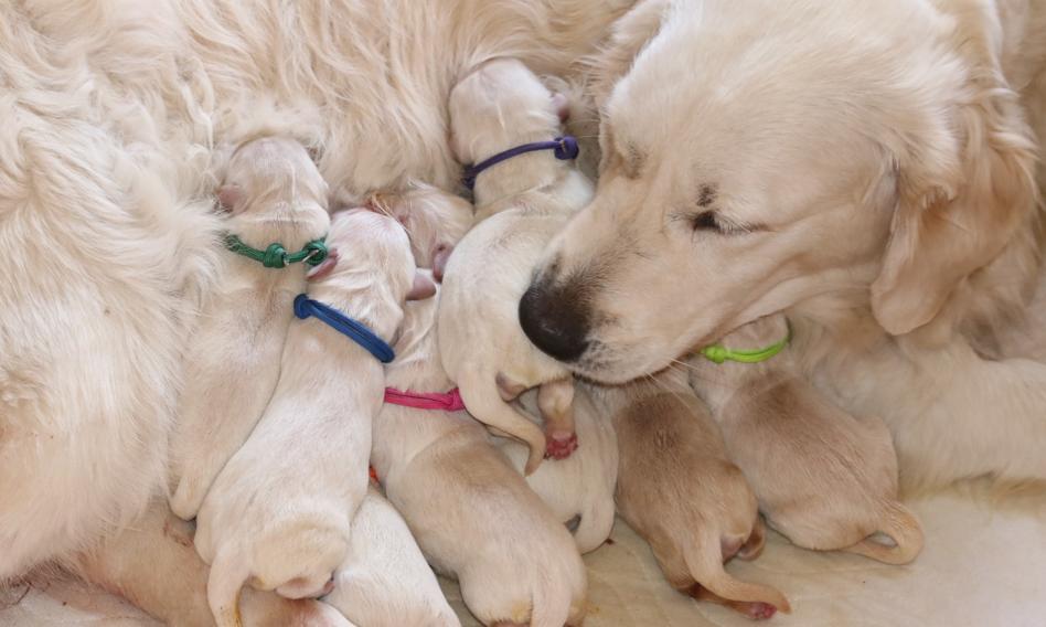 UE zaostrza przepisy w walce z nielegalnym handlem psami i kotami