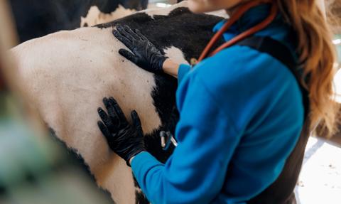 Z 68 zł do 113 zł za godzinę. Podwyżki dla lekarzy weterynarii za badanie zwierząt