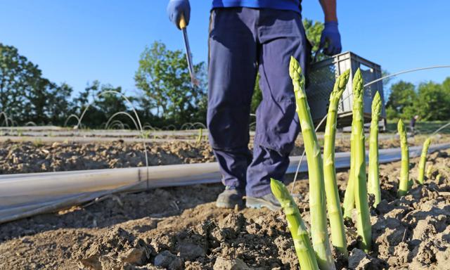 Die Spargelsaison beginnt.  Deutschland setzt auf Arbeitskräfte aus Polen.  Wie viel können Sie verdienen?