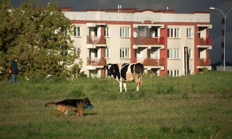 PiS pracuje nad nowym projektem ustawy o ochronie zwierząt