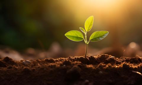 Prezydent podpisał nowelizację ustawy o ochronie roślin przed agrofagami