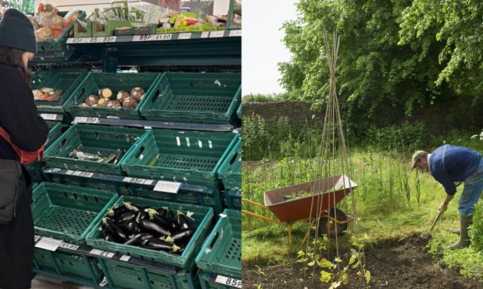 Kryzys warzywny na Wyspach. Brytyjczycy zamieniają trawniki w ogródki warzywne
