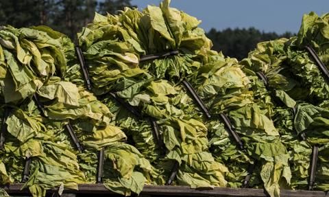Tytoń daje nam chleb, nie dym. Polscy plantatorzy ostrzegają: Unia pali naszą przyszłość