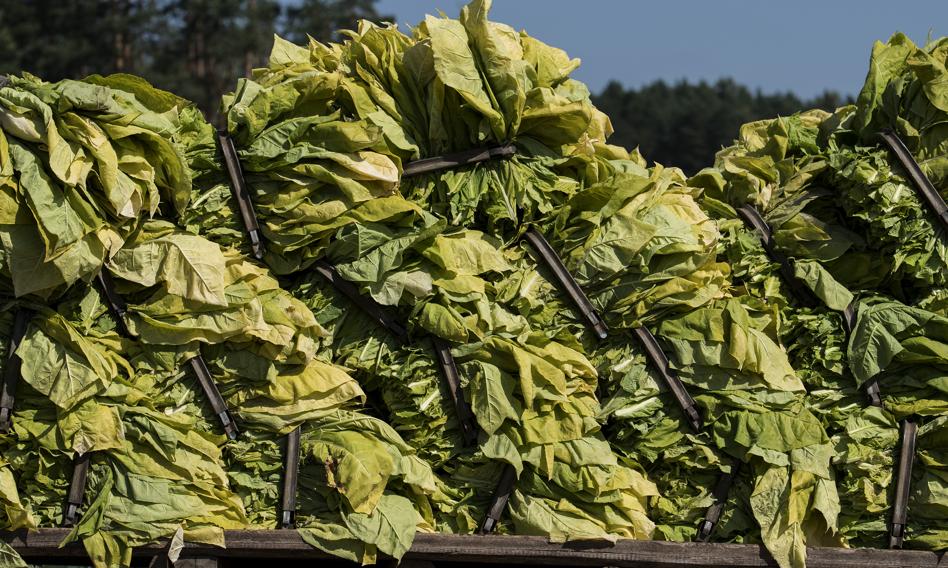 Tytoń daje nam chleb, nie dym. Polscy plantatorzy ostrzegają: Unia pali naszą przyszłość