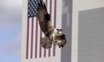 Królowie giełdy z Kongresu. Politycy z USA lepsi niż zarządcy funduszy