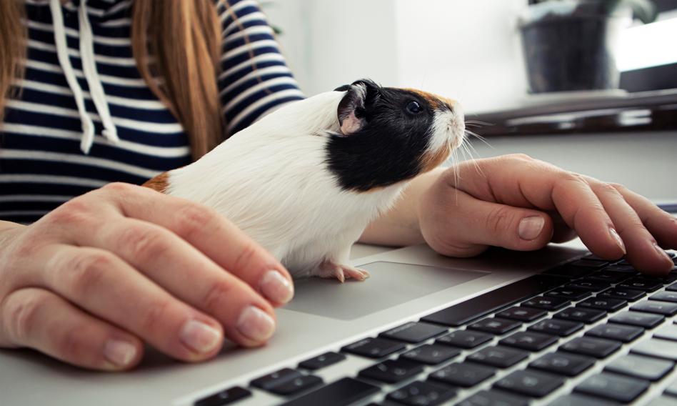 Fiskus rozwiewa w膮tpliwo艣ci: ten zapis na fakturze przekre艣la ulg臋 na internet