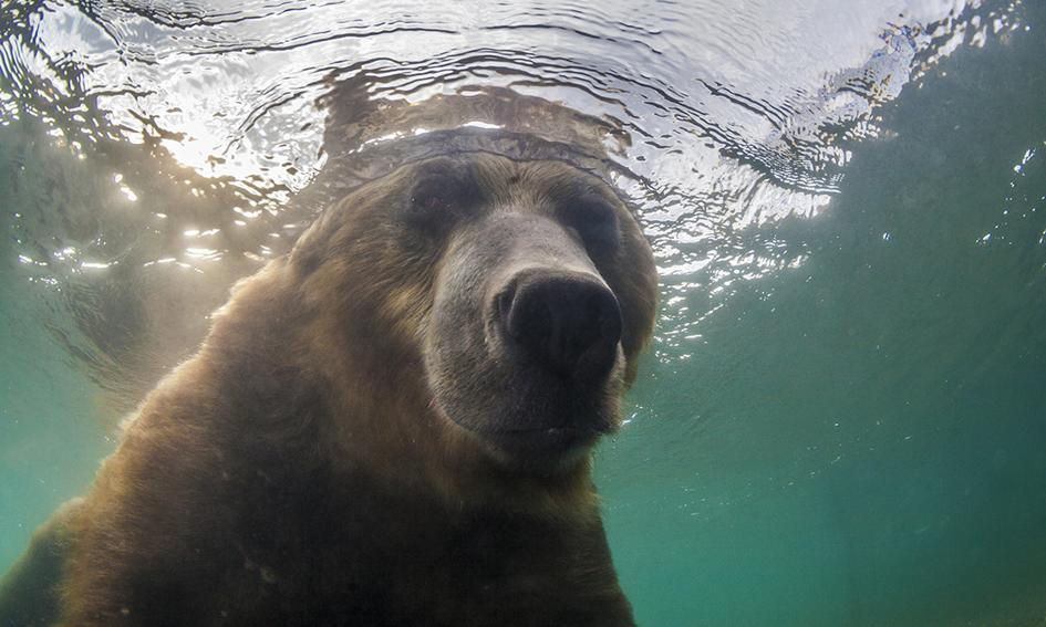 Mężczyzna wtargnął na wybieg dla niedźwiedzi w warszawskim ZOO