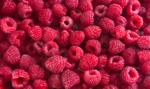 Polska drugim producentem malin w Europie