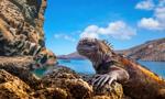 Upchnęła w walizce 32 rzadkie legwany z Galapagos. Rosjance grozi do 3 lat więzienia