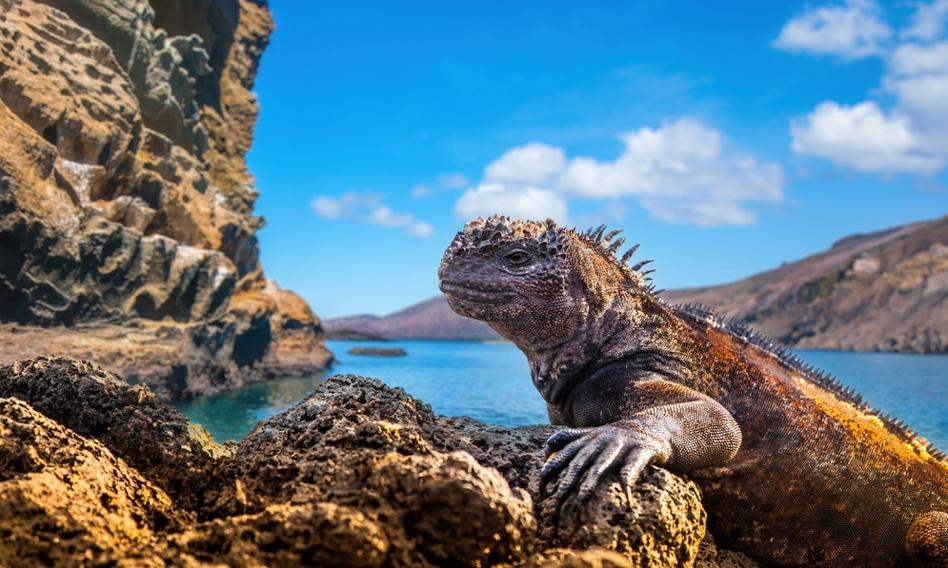 Upchnęła w walizce 32 rzadkie legwany z Galapagos. Rosjance grozi do 3 lat więzienia