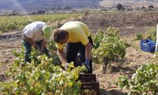 Skandal w Grecji. Oszukiwali na dotacjach rolnych z UE, zawyżając nawet liczbę owiec