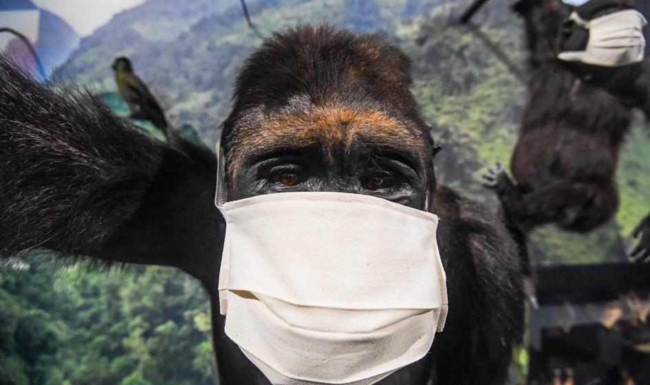 Pierwsze dwa przypadki małpiej ospy w Ameryce Łacińskiej