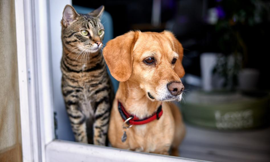 W Polsce nie ma podatku od kota. Niektórzy właściciele zapłacą inną daninę