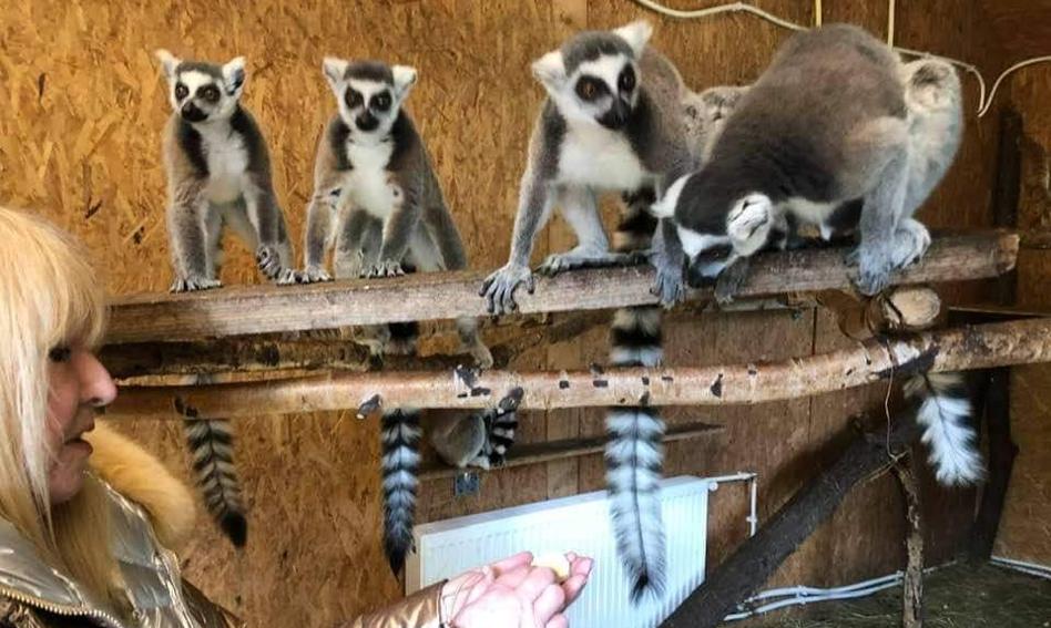 Skrajnie złe warunki w prywatnym zoo. Prokuratura ujawnia ustalenia biegłych