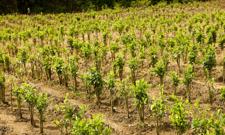 Uprawy koki się rozrastają, ale "niewiele". Kolumbia obawia się losu Wenezueli?