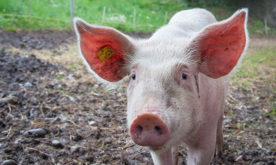 GUS: pogłowie świń w grudniu 2021 roku spadło o 12,7 proc.