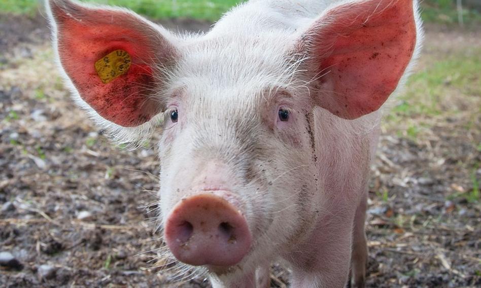 NanoSanguis przeprowadziła skutecznie zabieg autotransplantacji nerki świńskiej