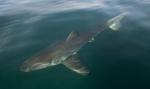 Czerwony alarm w Trieście: rekin terroryzuje Adriatyk