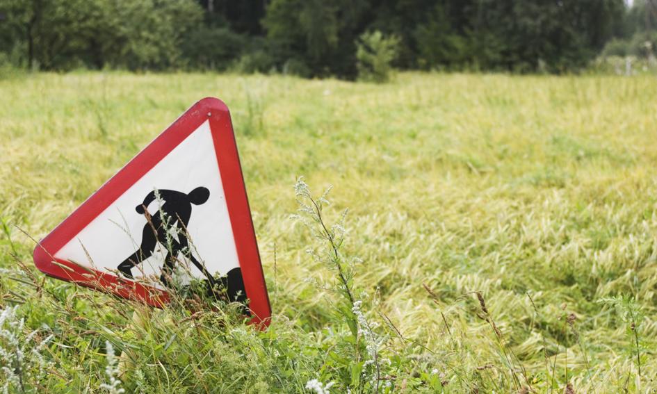 350 zł za metr działki? To Polska. WYKRES DNIA: ceny działek budowlanych w Polsce