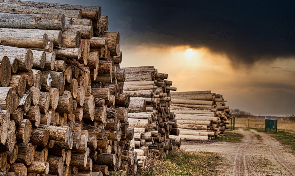 Drewno będzie surowcem strategicznym. Wszystko przez wzrost cen