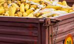 Kilkaset tysięcy ton. Zaskakujące chińskie zakupy ukraińskiej kukurydzy