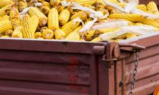 Zaskakująco wysokie, nawet jak na Chiny, zakupy ukraińskiej kukurydzy
