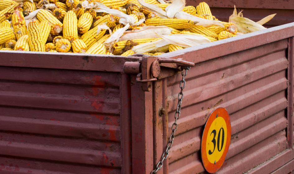 IMC do końca maja chce wyeksportować ok. 30 tys. ton kukurydzy do UE