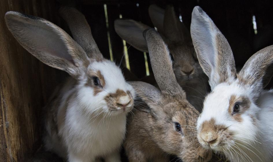 Radziwiłł: Spot o królikach trochę kontrowersyjny, ale zwraca uwagę na problem