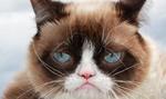 Internetowa kocia gwiazda zrzęda, czyli Grumpy Cat, nie żyje