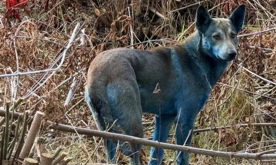 Niebieskie psy w regionie Czarnobyla. &quot;Wydają się zdrowe i aktywne&quot;