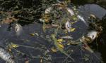 Moskwa: Próbki wody z Odry zostaną przebadane pod kątem 300 potencjalnych substancji