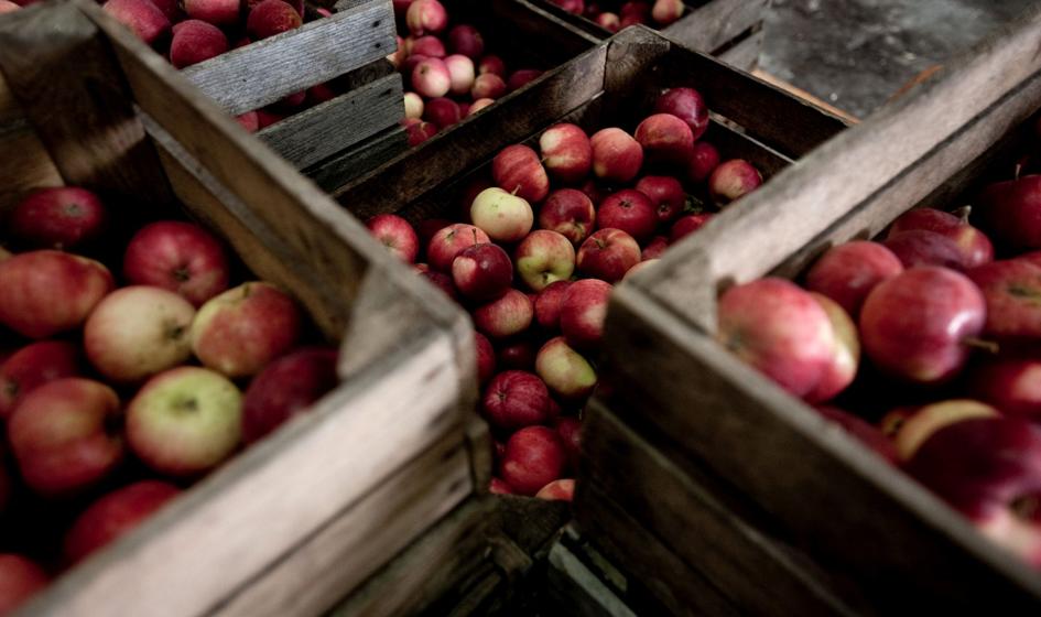 Ardanowski: Optymalna cena kilograma jabłek w skupie powinna wynosić ok. 35-40 groszy